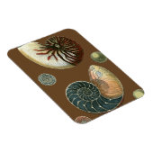 Magnet Flexible Coque de cacao (Côté Droit)