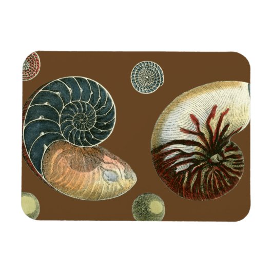 Magnet Flexible Coque de cacao (Horizontal)