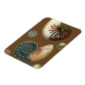 Magnet Flexible Coque de cacao (Côté Gauche)