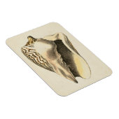Magnet Flexible Coque vintage Sepia Conch (Côté Droit)