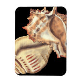 Magnet Flexible Coques de conques artistiques (Vertical)