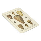 Magnet Flexible Coques vintages (Côté Droit)