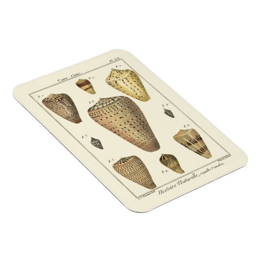 Magnet Flexible Coques vintages (Côté Droit)