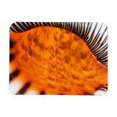 Magnet Flexible Coquillage hypnotique (Horizontal)
