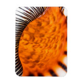 Magnet Flexible Coquillage hypnotique (Vertical)