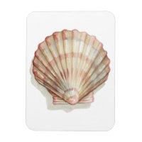 Coquillage rose et crème