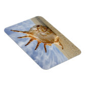 Magnet Flexible Coquillage Spider Conch sur Sandy Beach (Côté Droit)
