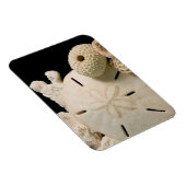Magnet Flexible Coquillages Blancs Et Dollar De Sable (Côté Droit)