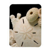 Magnet Flexible Coquillages Blancs Et Dollar De Sable (Vertical)