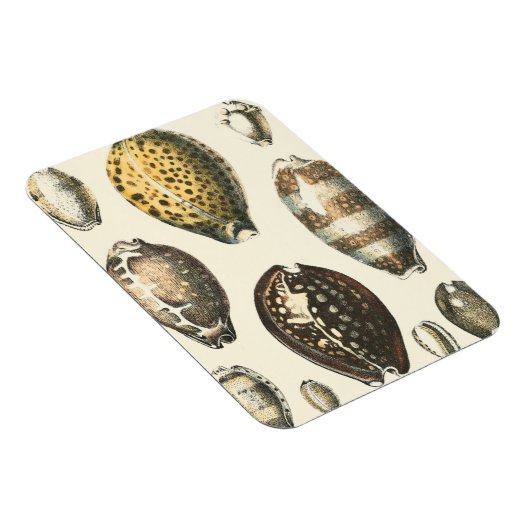 Magnet Flexible Coquillages De Forme Unique (Côté Droit)