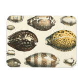 Magnet Flexible Coquillages De Forme Unique (Horizontal)