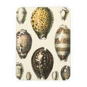 Magnet Flexible Coquillages De Forme Unique (Vertical)