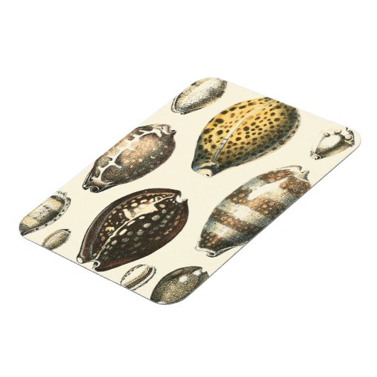 Magnet Flexible Coquillages De Forme Unique (Côté Gauche)