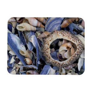 Magnet Flexible Coquillages, Le Cap, Cap-Occidental