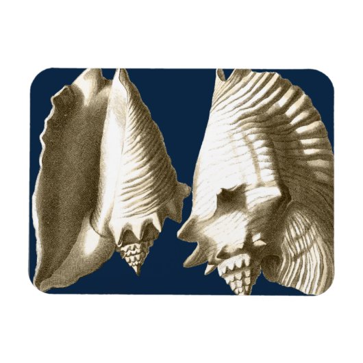 Magnet Flexible Coquillages Sepia Conch (Horizontal)