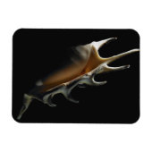 Magnet Flexible Coquille de cône (Horizontal)