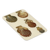 Magnet Flexible Coquilles antiques craquelées (Côté Droit)