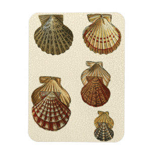 Magnet Flexible Coquilles antiques crépitées