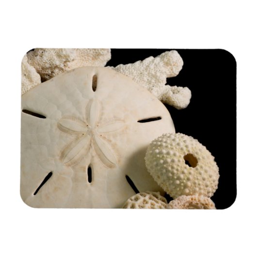 Magnet Flexible Coquilles blanches et dollar de sable (Horizontal)