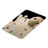 Magnet Flexible Coquilles blanches et dollar de sable (Côté Gauche)