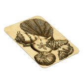 Magnet Flexible Coquilles neutres et collection de corail (Côté Droit)
