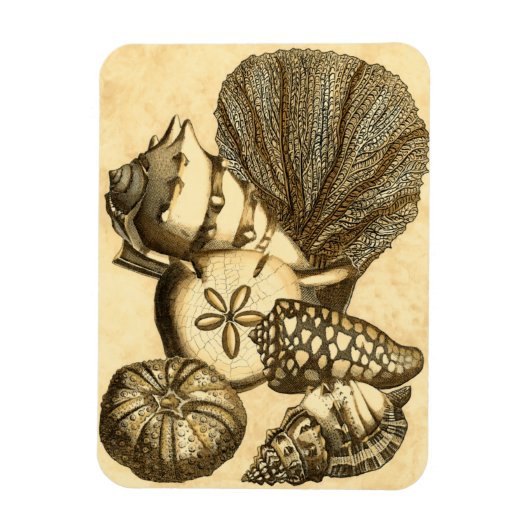 Magnet Flexible Coquilles neutres et collection de corail (Vertical)