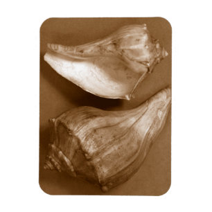 Magnet Flexible Coquilles sensuelles