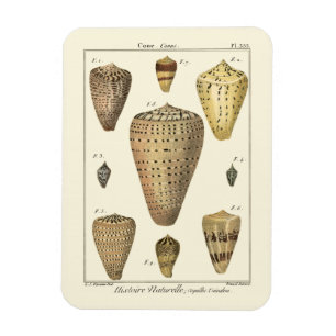 Magnet Flexible Coquilles vintages de cône