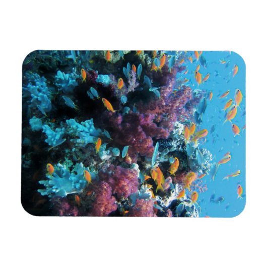 Magnet Flexible Corail rose (Horizontal)