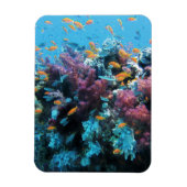 Magnet Flexible Corail rose (Vertical)