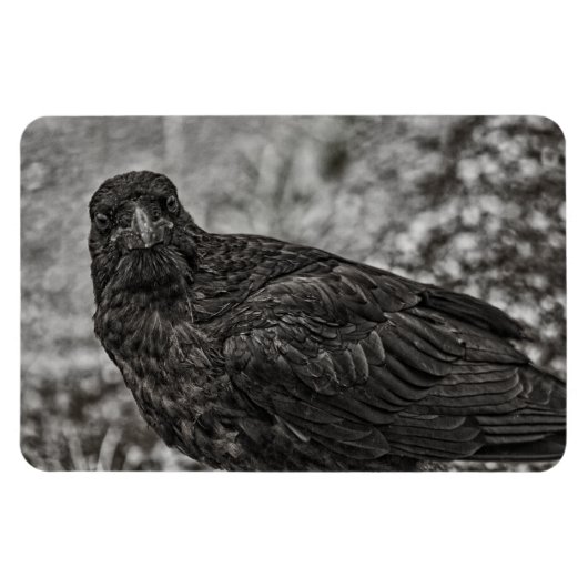 Magnet Flexible Corbeau P9239 (Horizontal)