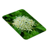 Magnet Flexible Cornus sanguinea (Côté Droit)