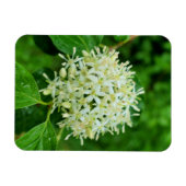 Magnet Flexible Cornus sanguinea (Horizontal)