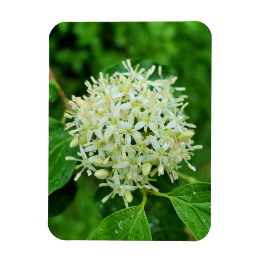 Magnet Flexible Cornus sanguinea (Vertical)
