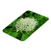 Magnet Flexible Cornus sanguinea (Côté Gauche)