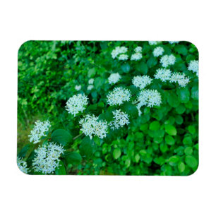 Magnet Flexible Cornus sanguinea