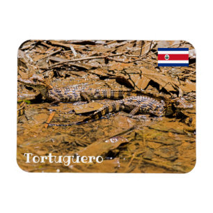 Magnet Flexible Costa Rica, Tortuguero - Bébés crocodiles