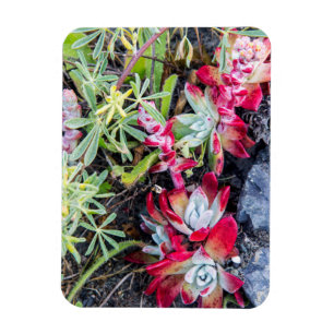 Magnet Flexible Côte Dudleya À Point Reyes National Seashore