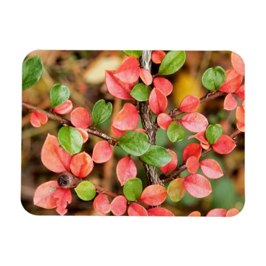 Magnet Flexible Cotonou horizontalis (Horizontal)