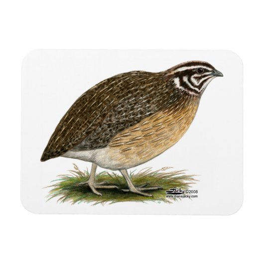 Magnet Flexible Coturnix Pharaoh Quail (Horizontal)