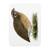 Magnet Flexible Coturnix Pharaoh Quail (Vertical)