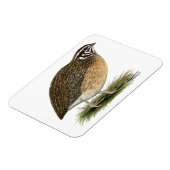 Magnet Flexible Coturnix Pharaoh Quail (Côté Gauche)