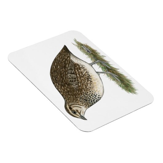 Magnet Flexible Coturnix Quail (Côté Droit)