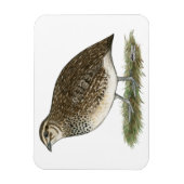 Magnet Flexible Coturnix Quail (Vertical)