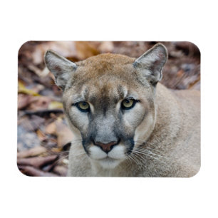 Magnet Flexible Cougar, lion de montagne, panthère de Floride, Pum