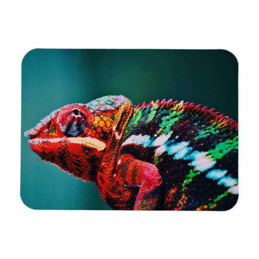 Magnet Flexible Couleur Changement arc-en-ciel Chameleon Reptile (Horizontal)