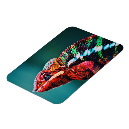 Magnet Flexible Couleur Changement arc-en-ciel Chameleon Reptile (Côté Gauche)