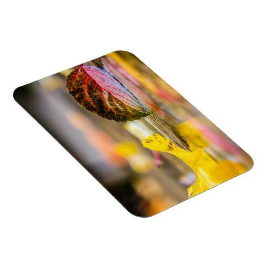 Magnet Flexible Couleurs d'automne (Côté Droit)