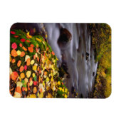 Magnet Flexible Couleurs d'automne le long du ruisseau McGee (Horizontal)