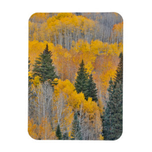 Magnet Flexible Couleurs d'automne sur les bosquets de trembles